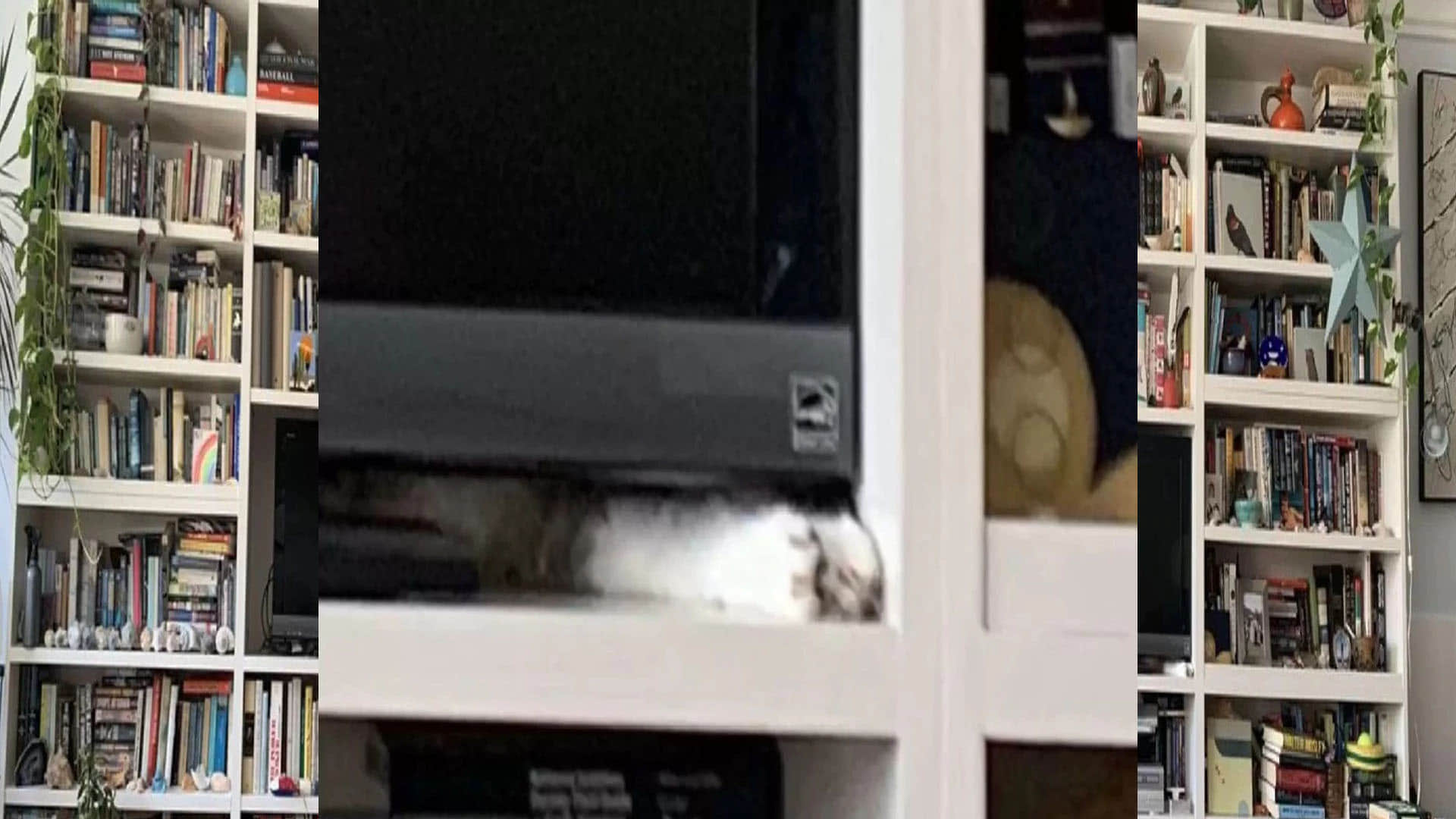 Optical Illusion Test cat hidden in the picture puzzle google trends today news in hindi