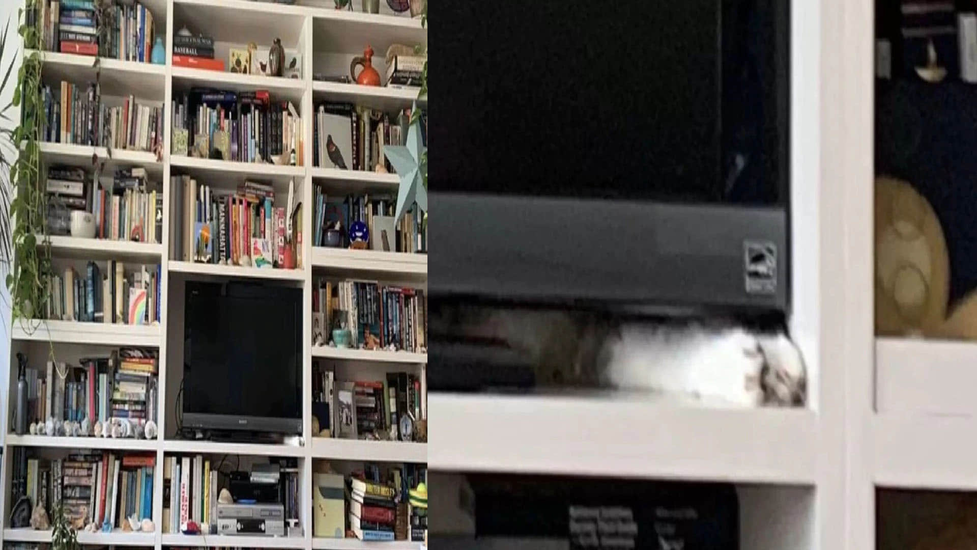 Optical Illusion Test cat hidden in the picture puzzle google trends today news in hindi