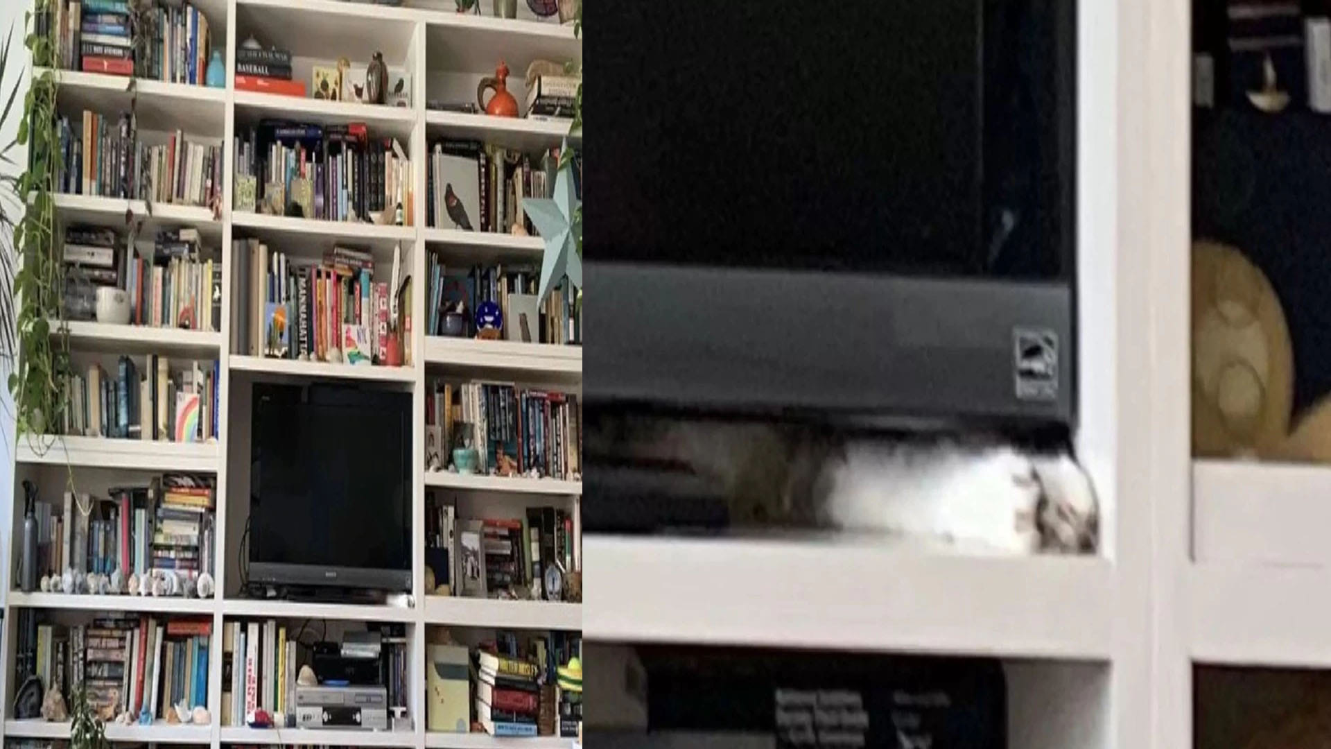 Optical Illusion Test cat hidden in the picture puzzle google trends today news in hindi