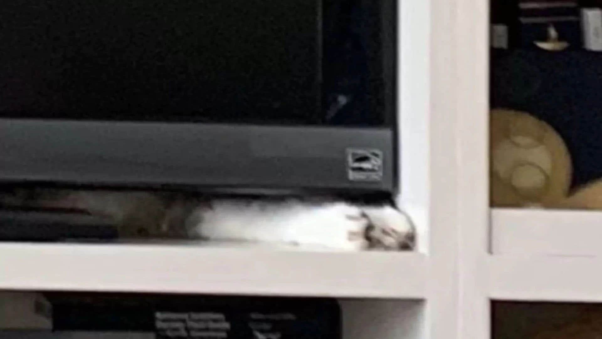 Optical Illusion Test cat hidden in the picture puzzle google trends today news in hindi