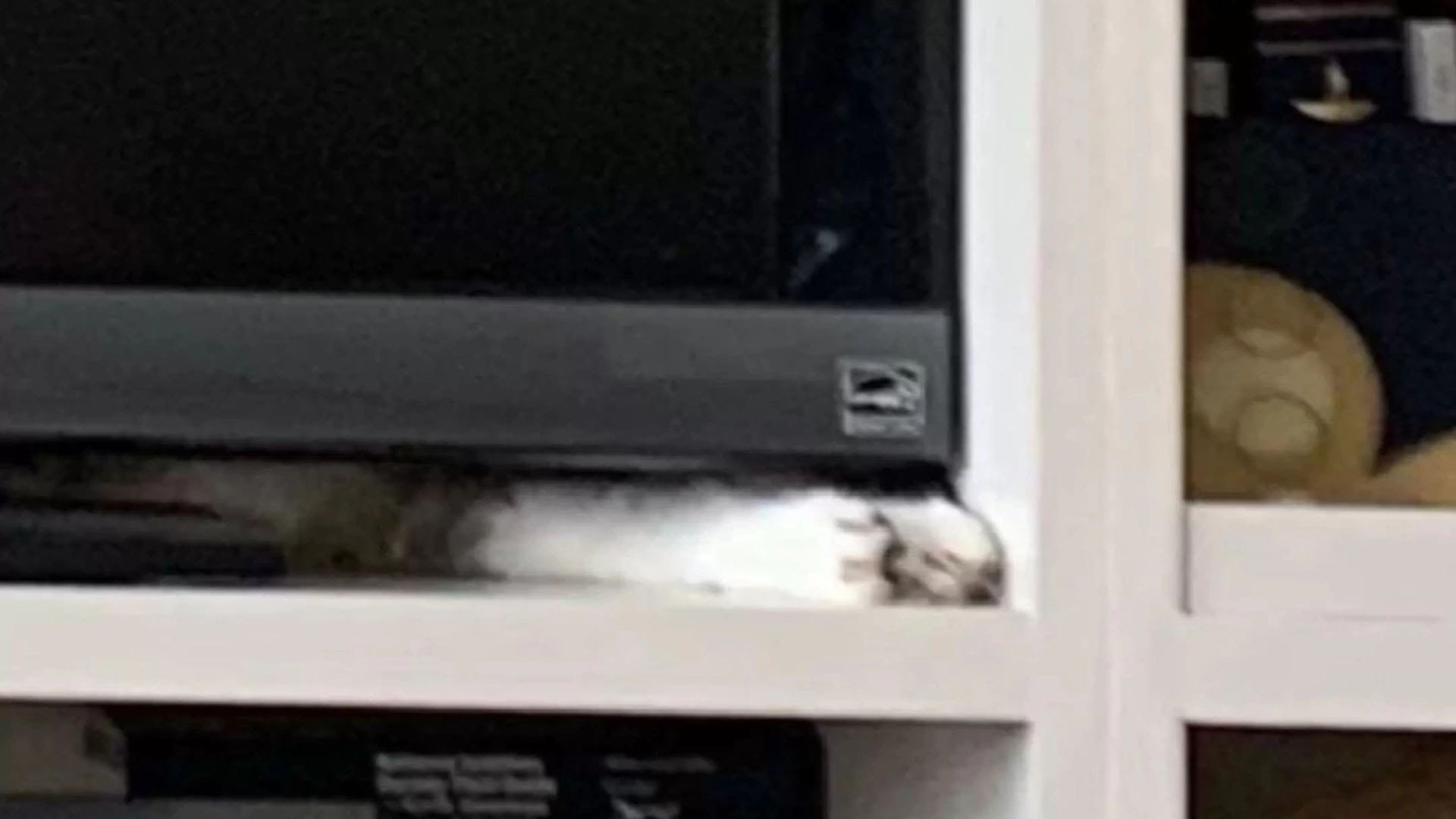 Optical Illusion Test cat hidden in the picture puzzle google trends today news in hindi
