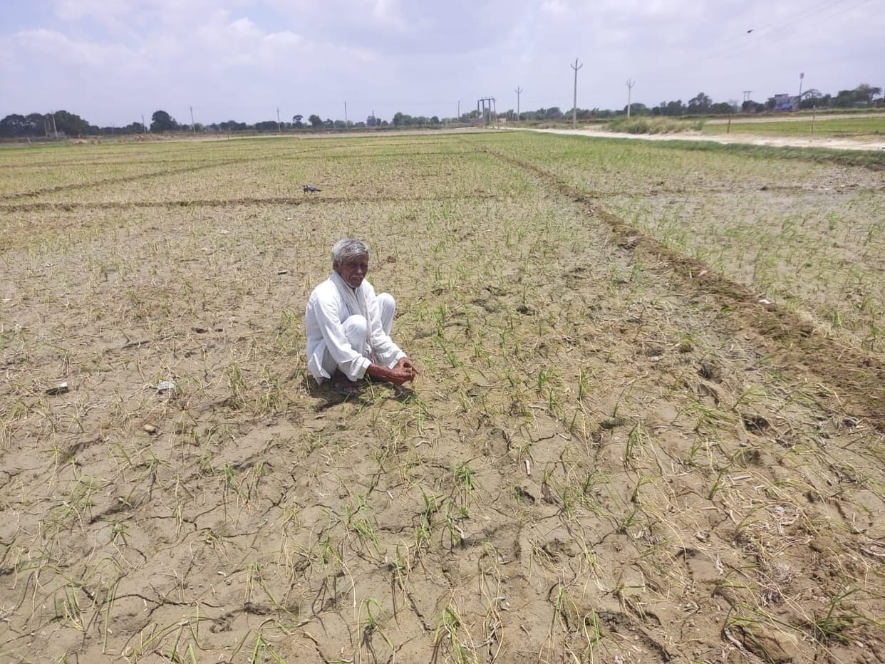 Kanpur dehat : Paddy, maize and jowar acreage reached only 10 percent, sowing affected due to lack of rain