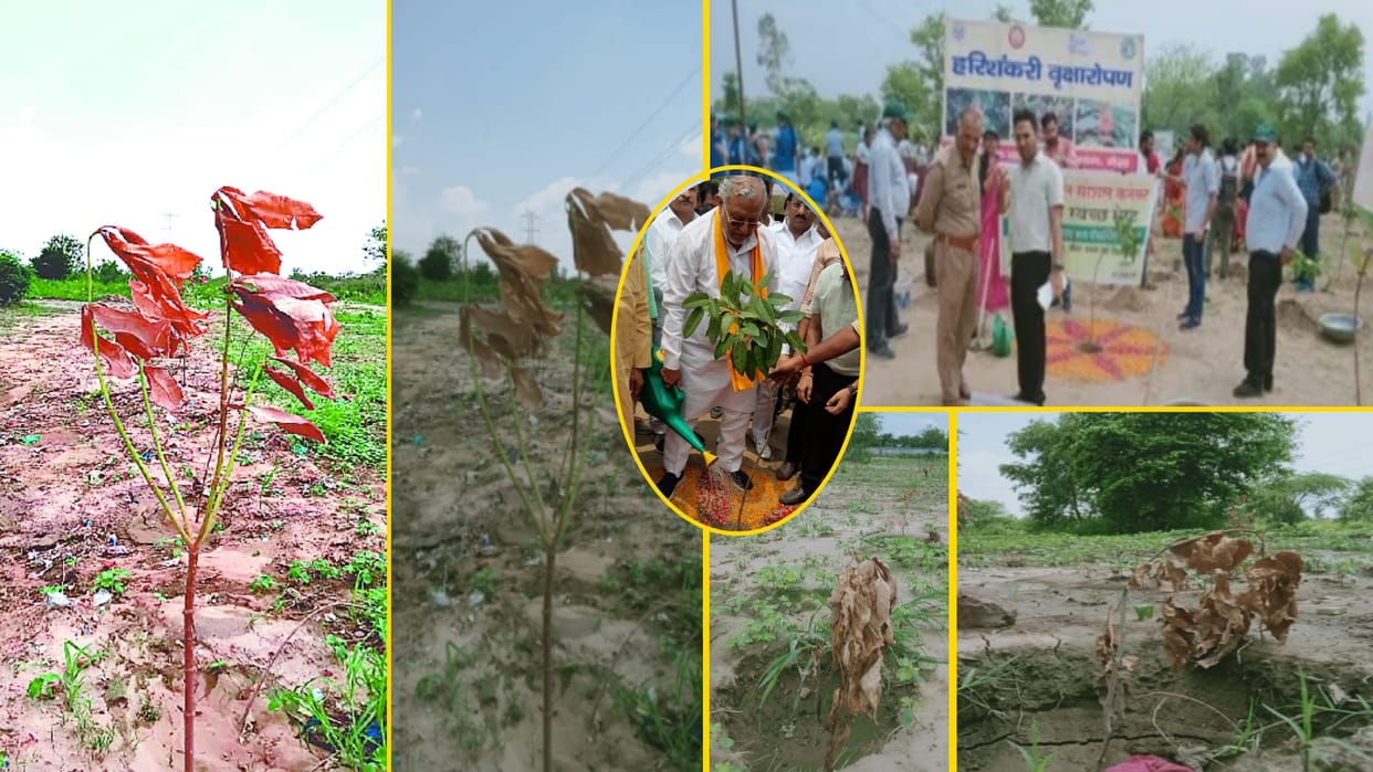 Plant trees, take pictures and forget the responsibility, seven thousand plants dryed in only ten days in Meerut