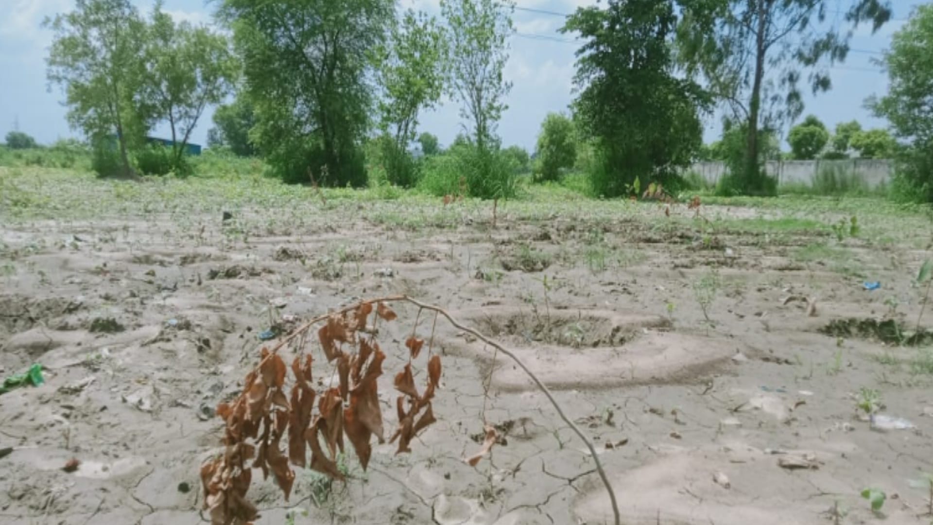 Plant trees, take pictures and forget the responsibility, seven thousand plants dryed in only ten days in Meerut