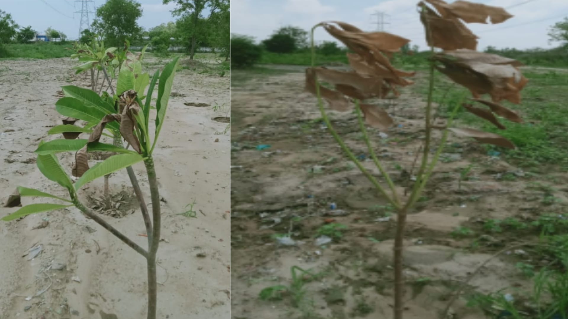 Plant trees, take pictures and forget the responsibility, seven thousand plants dryed in only ten days in Meerut