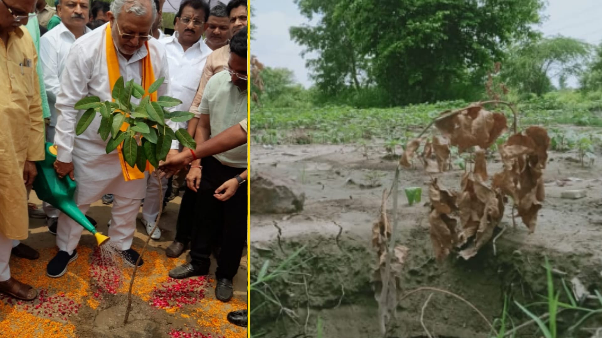 Plant trees, take pictures and forget the responsibility, seven thousand plants dryed in only ten days in Meerut