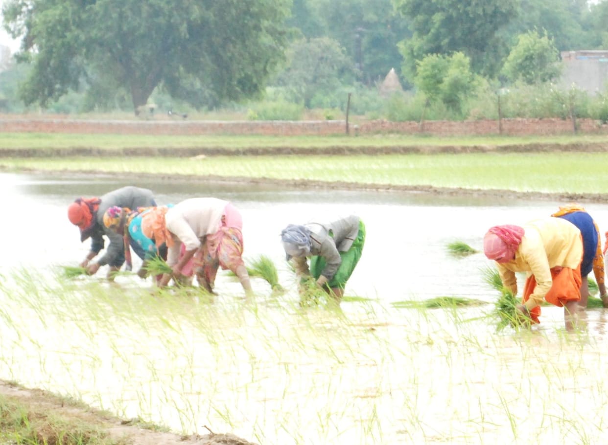 Paddy planting decreased due to less rain and inflation of fertilizers