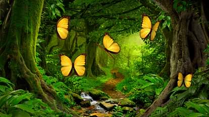 Weekend Travel Tips Best Forest to Visit in Delhi at Weekend in Hindi