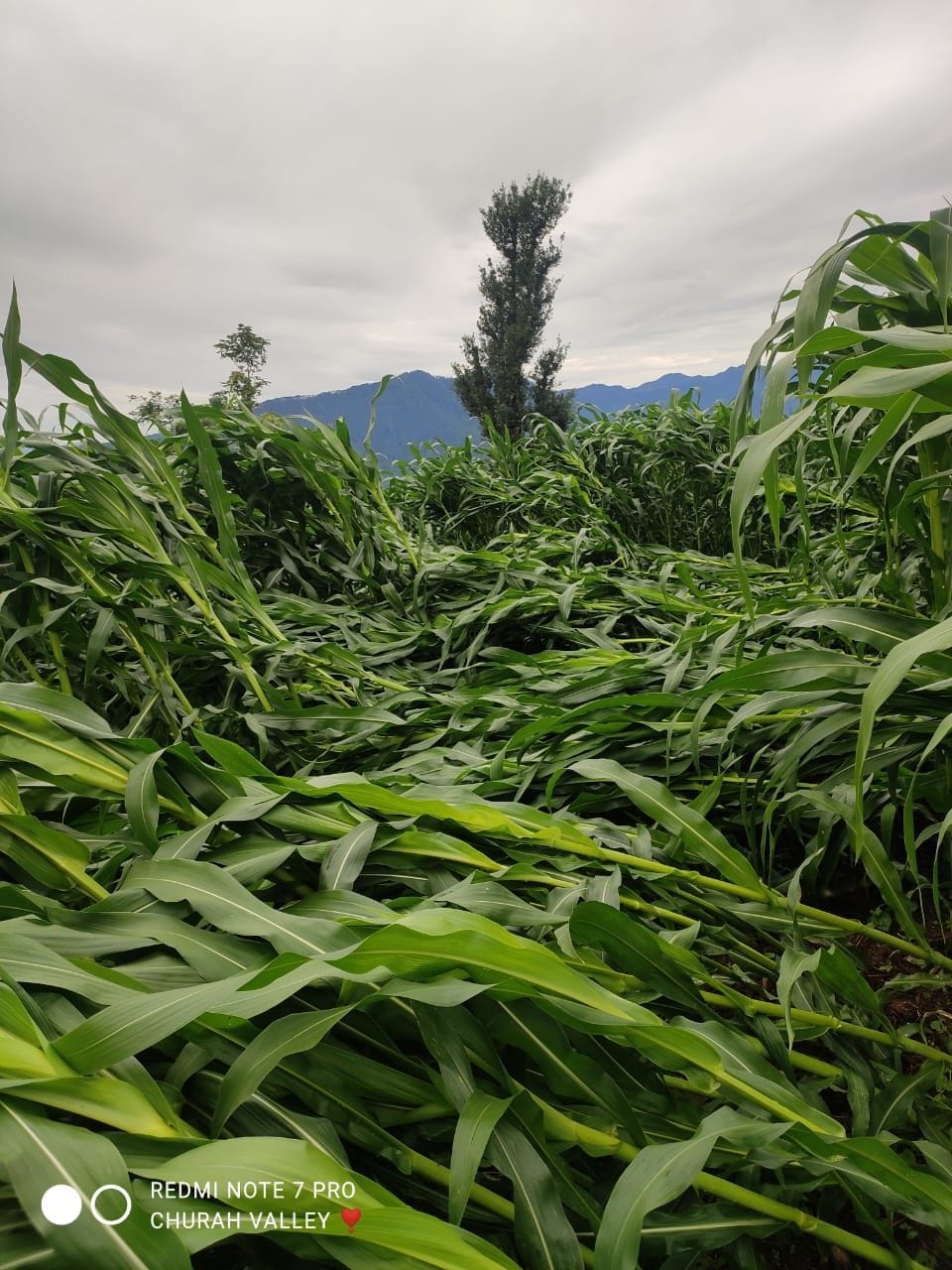 Maize crop was laid in the fields due to rain and storm