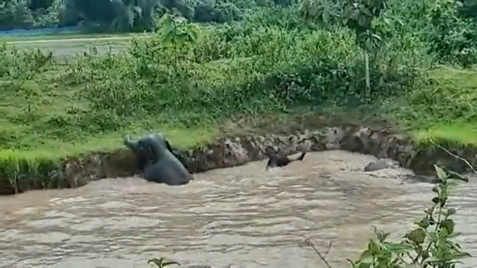 Assam Six elephants were stranded in a man-made pond at Chaibari, Lakhipur in Goalpara district