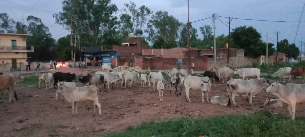 Chitrakoot: Cattle on the road, Gaushala lying incomplete, in Manikpur due to Anna cattle accidents happen every day, also damaging crops