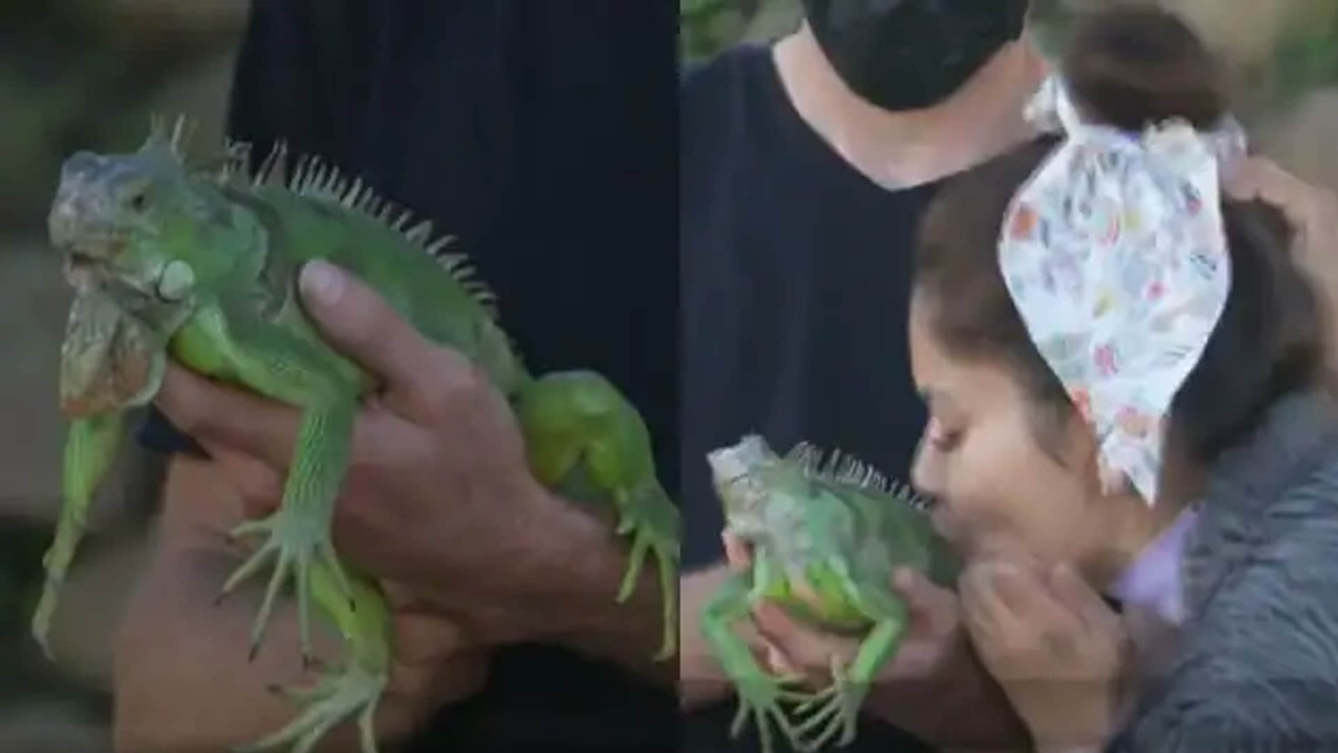 khatron ke khiladi 12 Rohit Shetty makes Rubina Dilaik to kiss iguana after he saw Abhinav Shukla in his dream