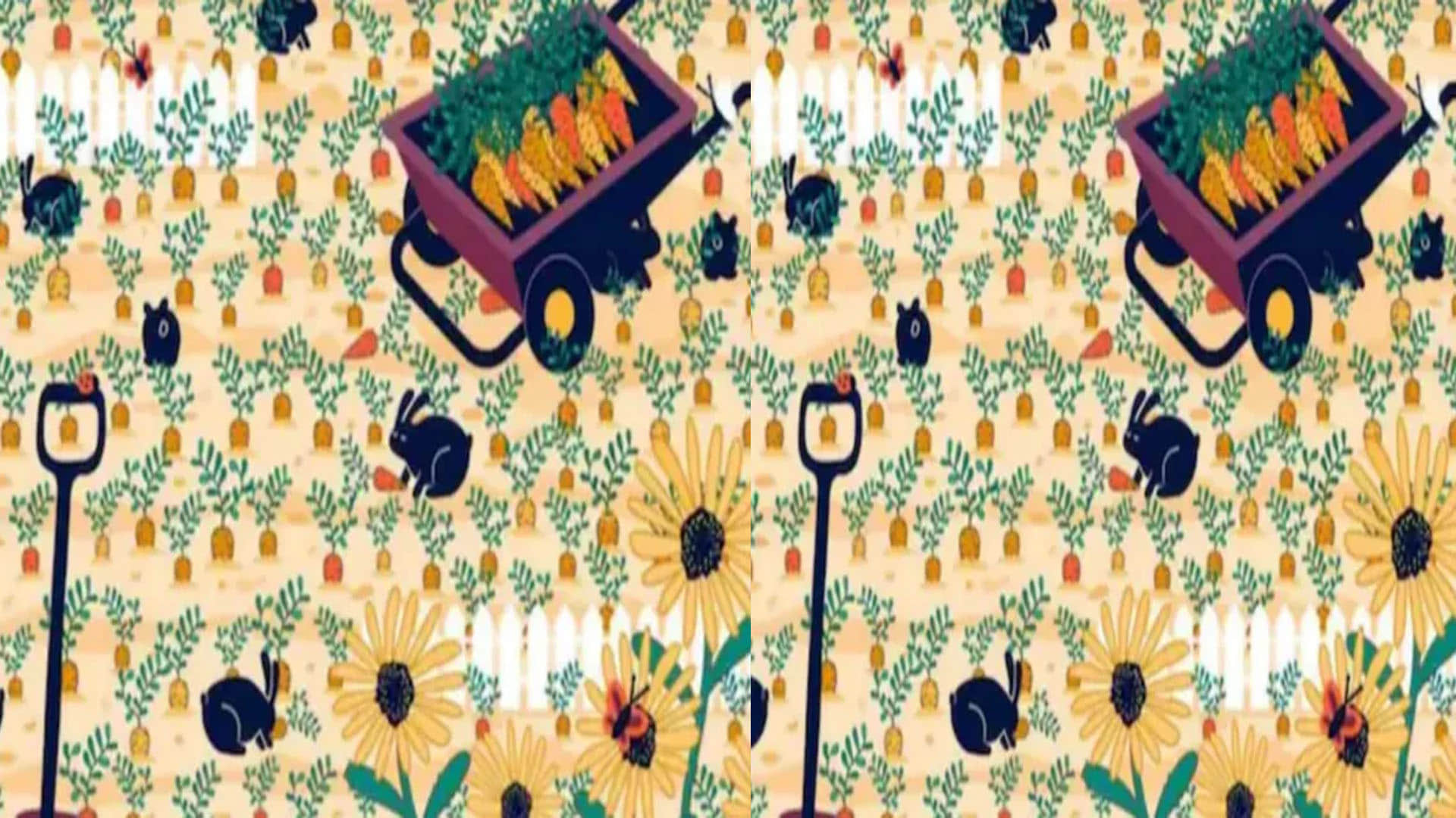 Optical Illusion Can You Find Diamond Ring In optical illusion Viral Photo google trends news