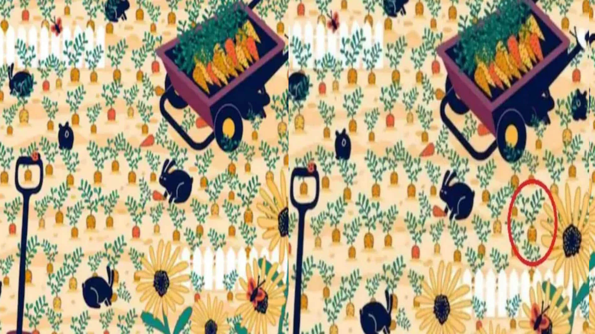 Optical Illusion Can You Find Diamond Ring In optical illusion Viral Photo google trends news