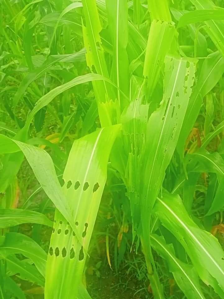 Fall army worm attack on maize crop in Bhatiyat's mail panchayat