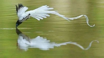 Indian Paradise Fly Catcher Bird In Chambal Sanctuary bah agra