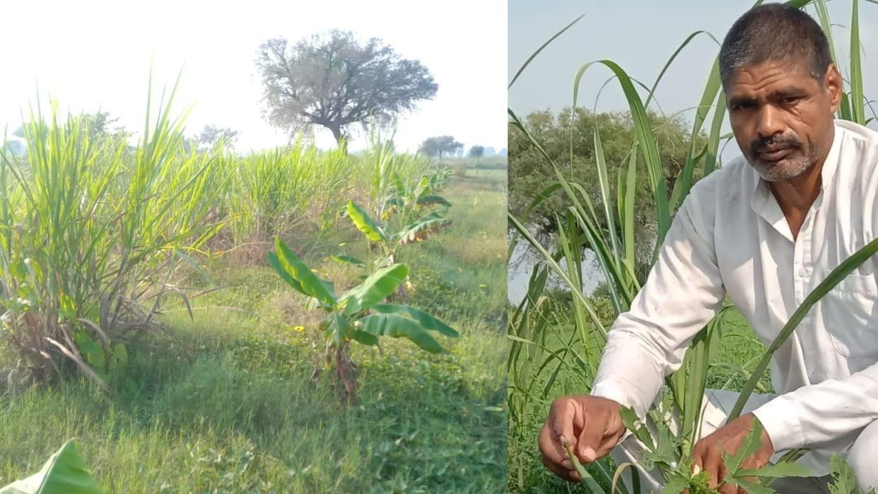 Farmer Anil Kumar of Jhajjar Haryana making profit from natural farming