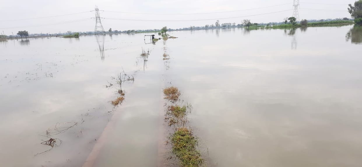 Thousands of acres of crops submerged in water in Gurana due to waterlogging