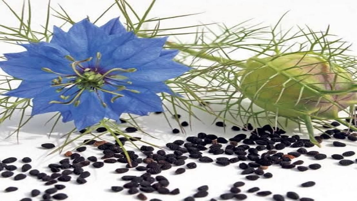 Research Claim: The ability of fennel seeds to fight against brain, lung cancer
