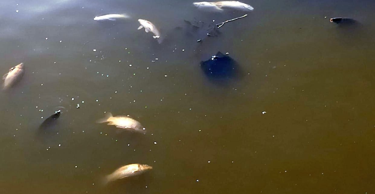 fish die again due to lack of oxygen