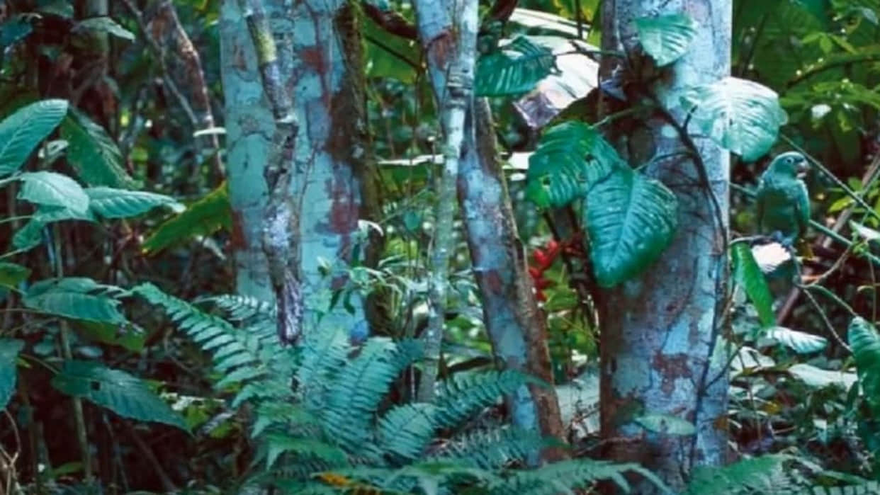 optical illusion can you spot a parrot in jungle 15 seconds