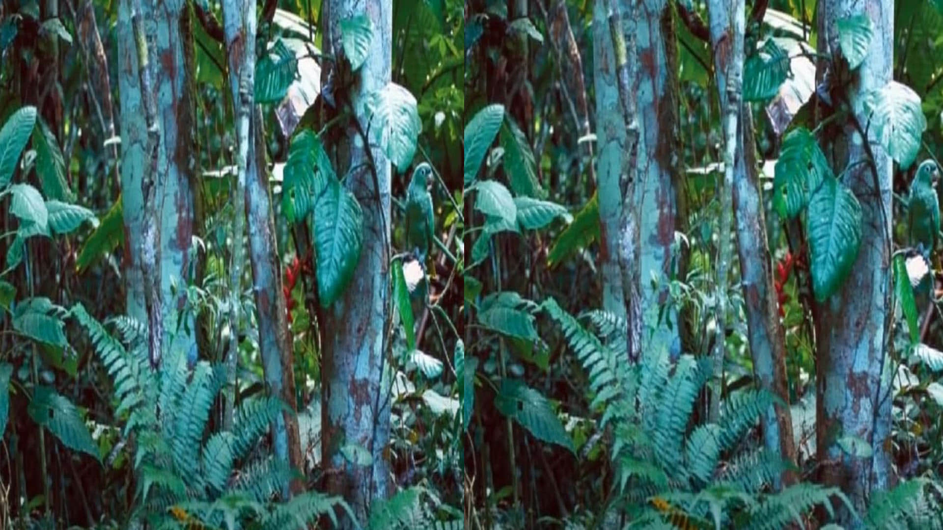 optical illusion can you spot a parrot in jungle 15 seconds