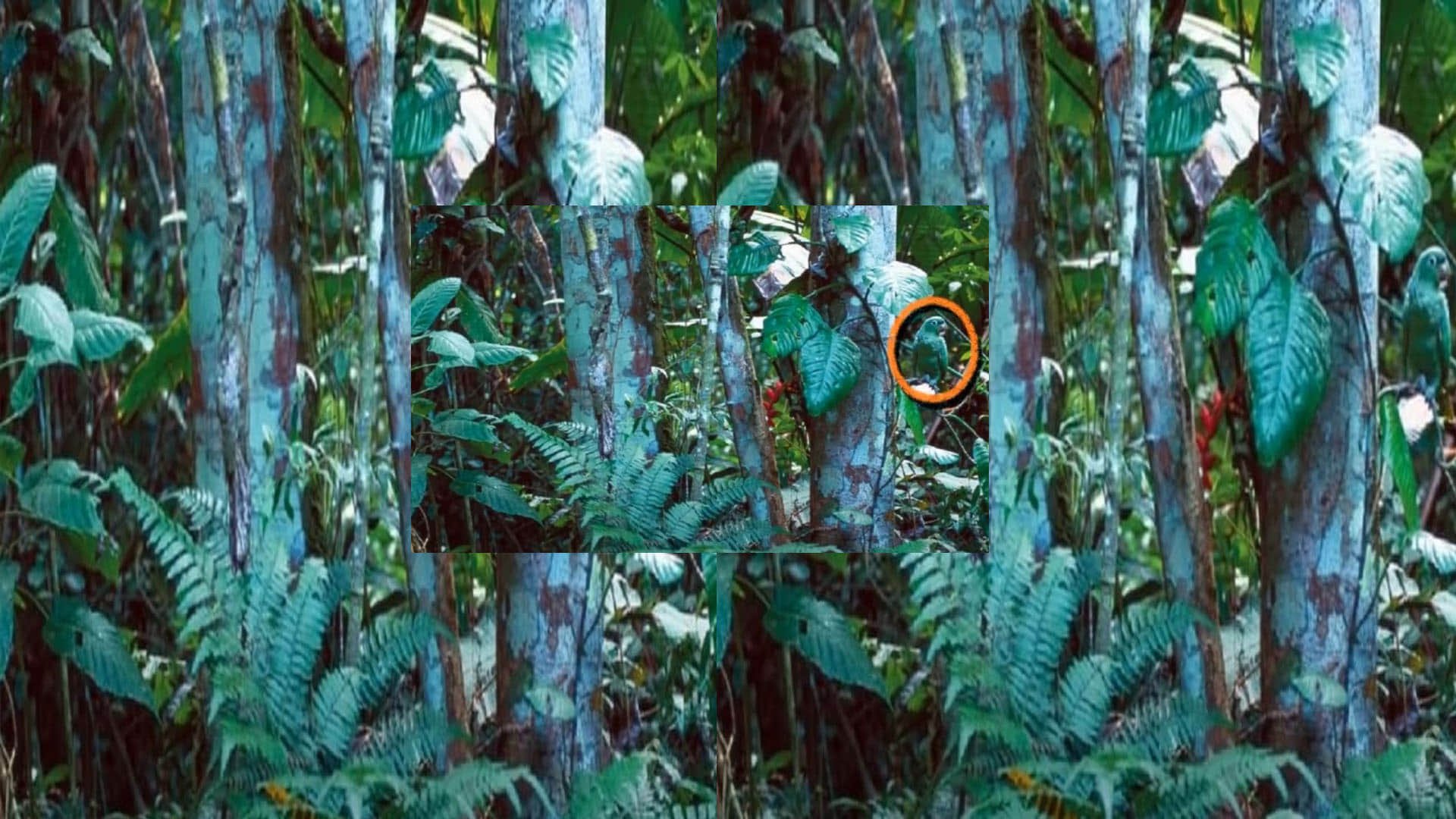 optical illusion can you spot a parrot in jungle 15 seconds