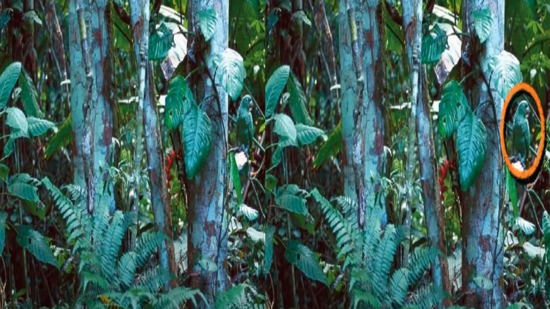 optical illusion can you spot a parrot in jungle 15 seconds