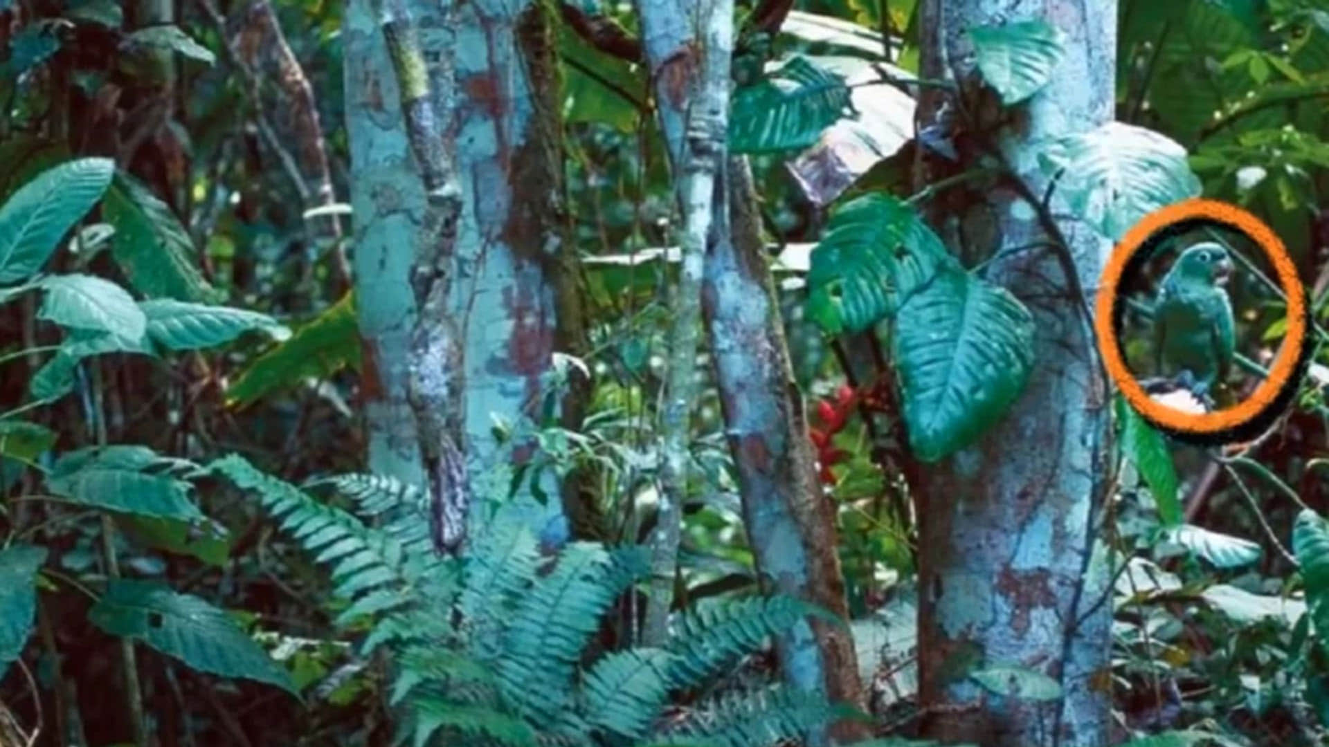 optical illusion can you spot a parrot in jungle 15 seconds