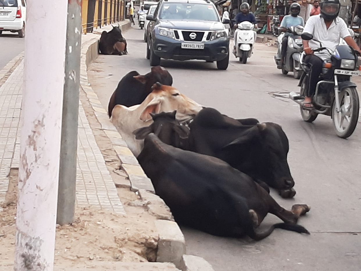 For two months, two vehicles were bought to catch the animals parked in the municipal office, till date the tender could not be done to install the hydraulic system.