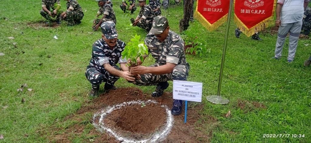 tree plantation