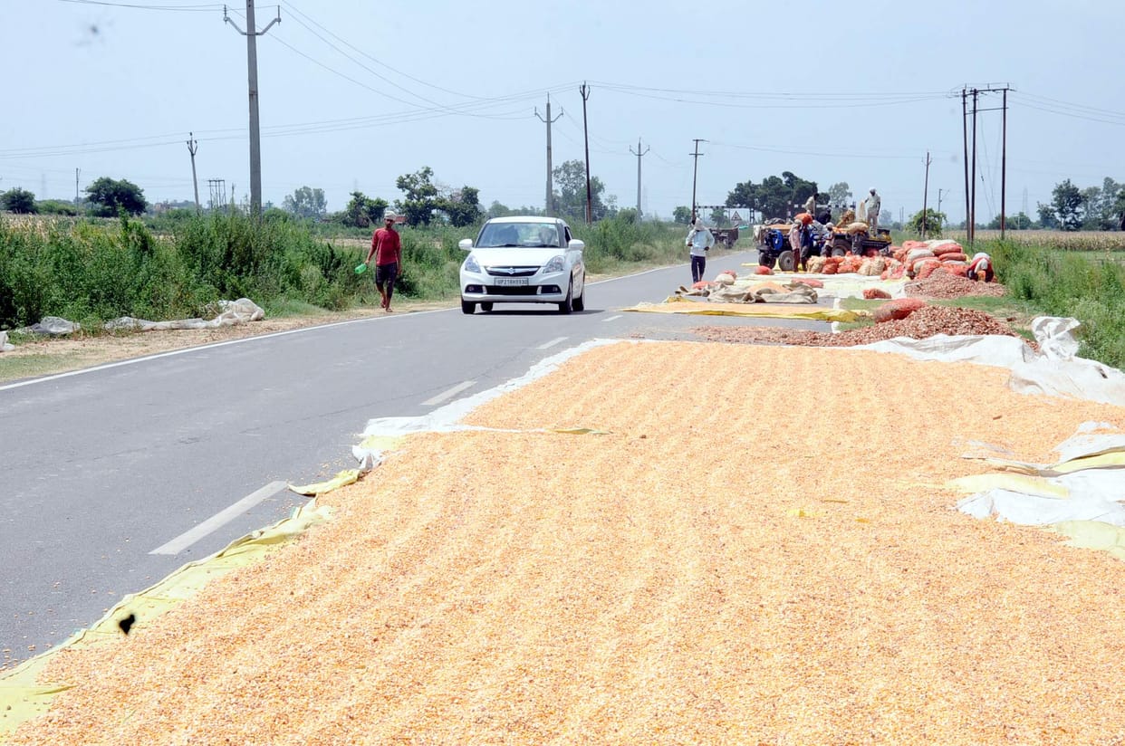 Maize being dried on Sambhal bypass, traffic getting affected