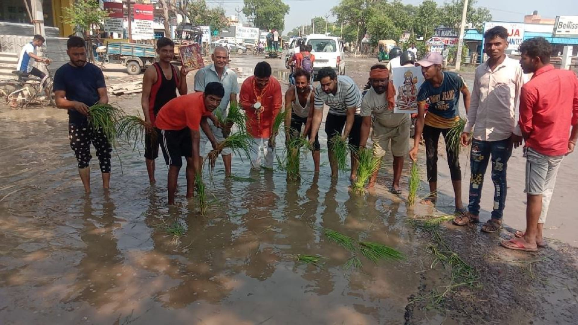 People planted paddy on the highway in Panipat of Haryana