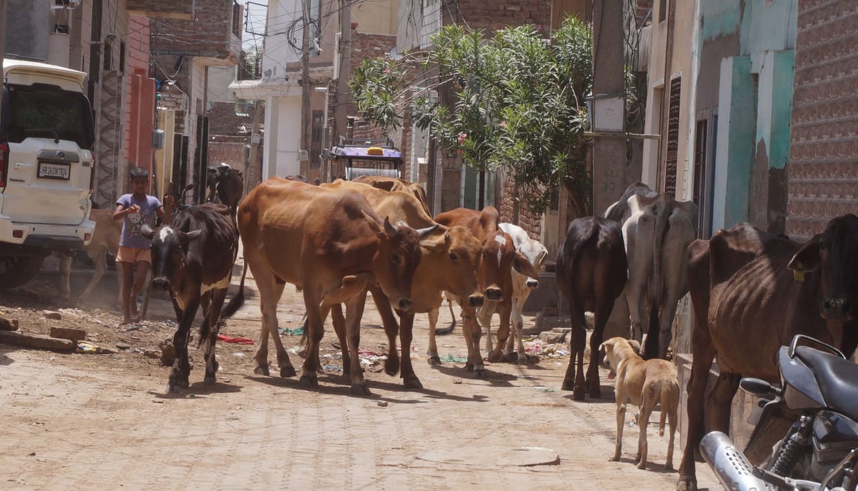 Stray Cattle Free City: Tender put up four months ago, campaign lasted only day
