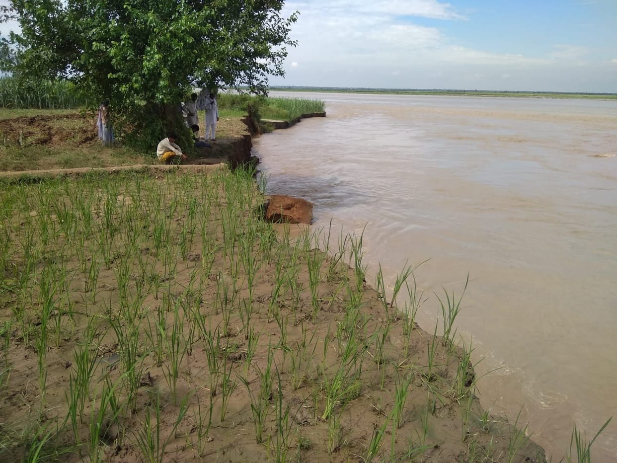Bamboo forests will be set up on the banks of the Ganges from Balavali to Ravali