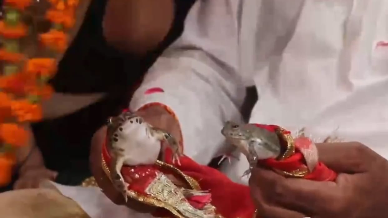 Frog marriage in Gorakhpur for rain unique trick