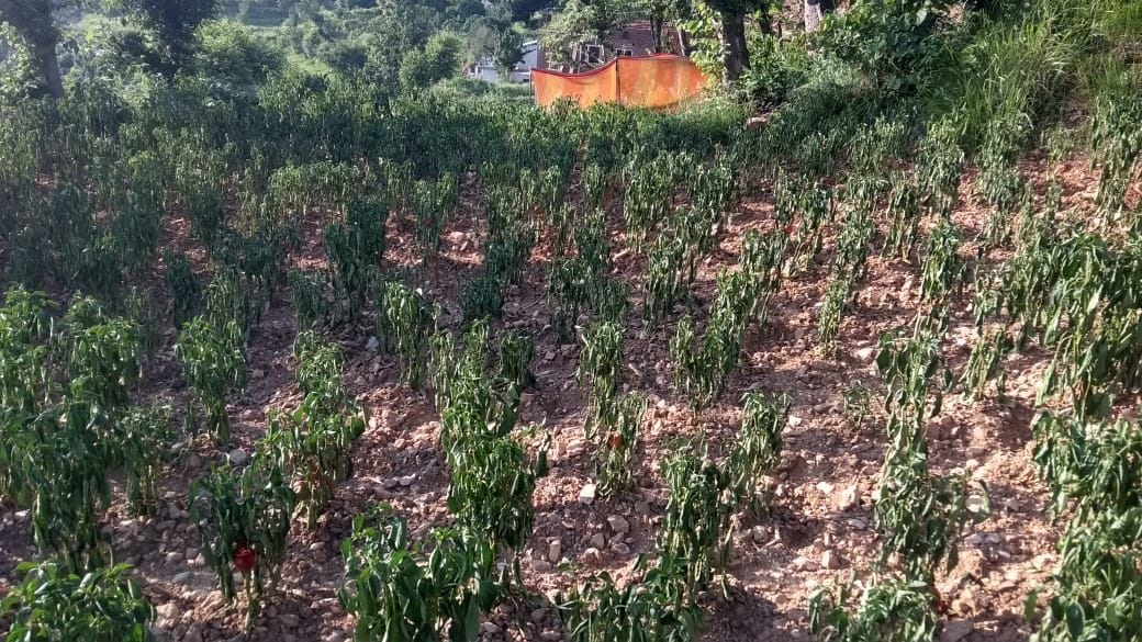 Farmers' crops started drying up in the hope of rain