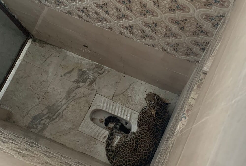 Uttarakhand news: Leopard enter in Stadium Toilet in srinagar