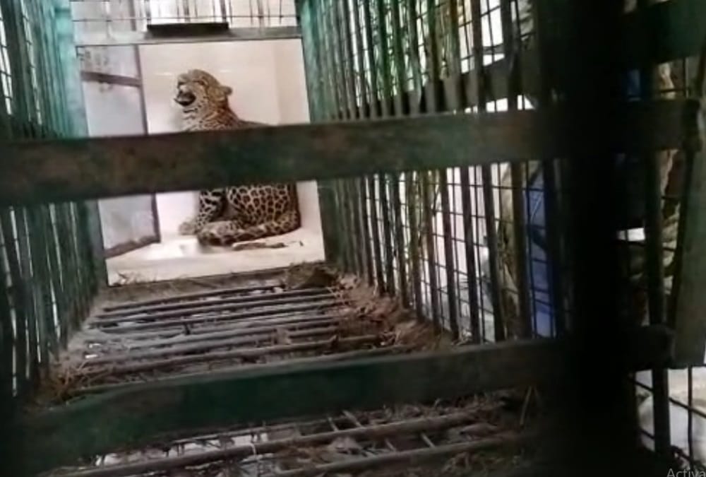 Uttarakhand news: Leopard enter in Stadium Toilet in srinagar