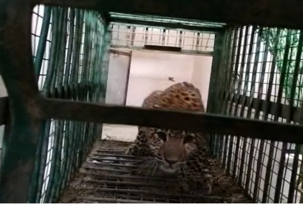 Uttarakhand news: Leopard enter in Stadium Toilet in srinagar