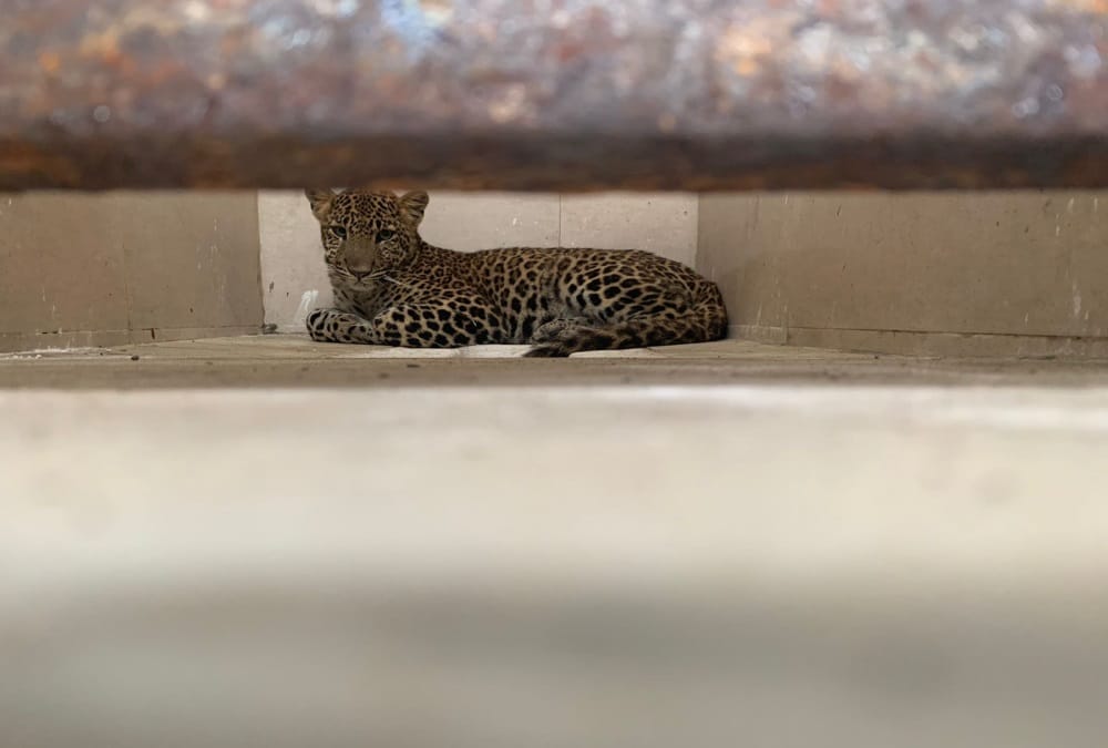 Uttarakhand news: Leopard enter in Stadium Toilet in srinagar