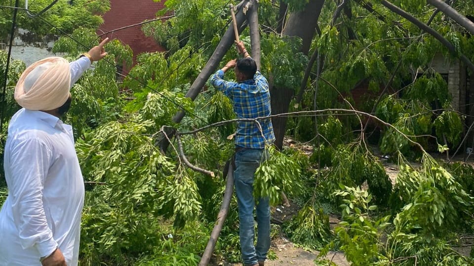 Tree branch fell on car in Sector-37 at Chandigarh, accident in Sector 22 too