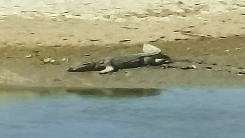 Crocodile Dragged youth Into River painful death etah news