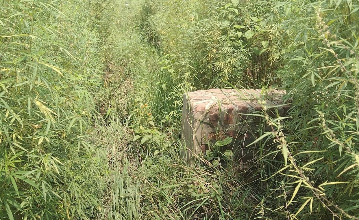 Hardoi, Canals clear on paper, grass standing on tail