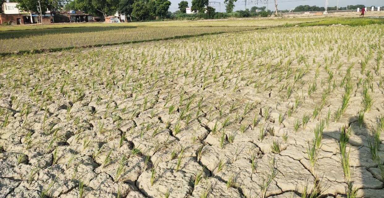 13 percent sown in the district, it is also drying up in the fields