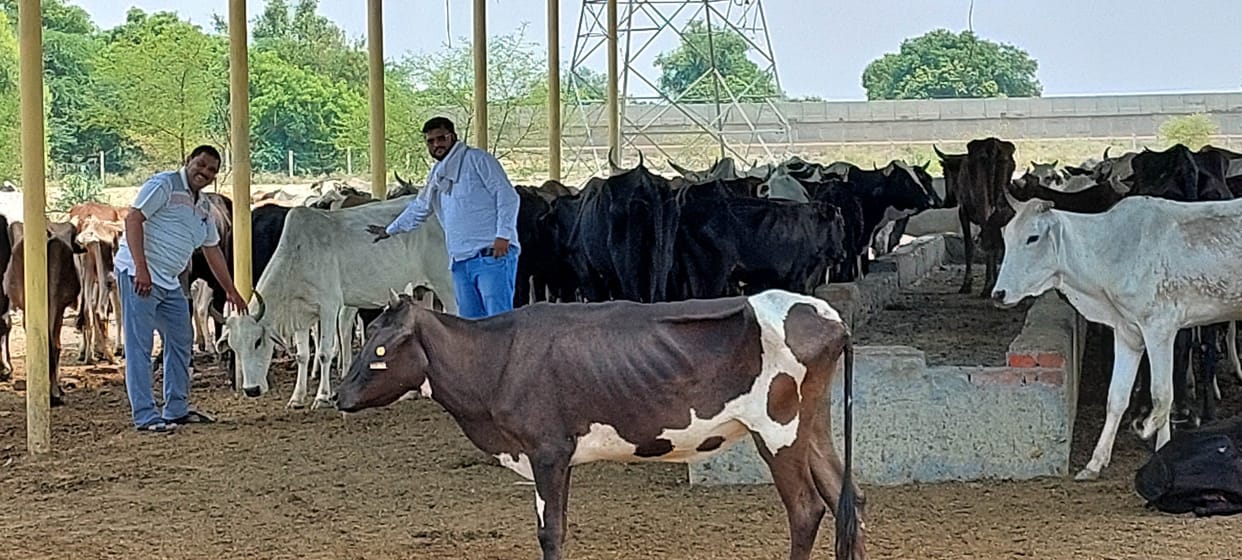 Hathras: The headman following 305 cows battling with difficulties