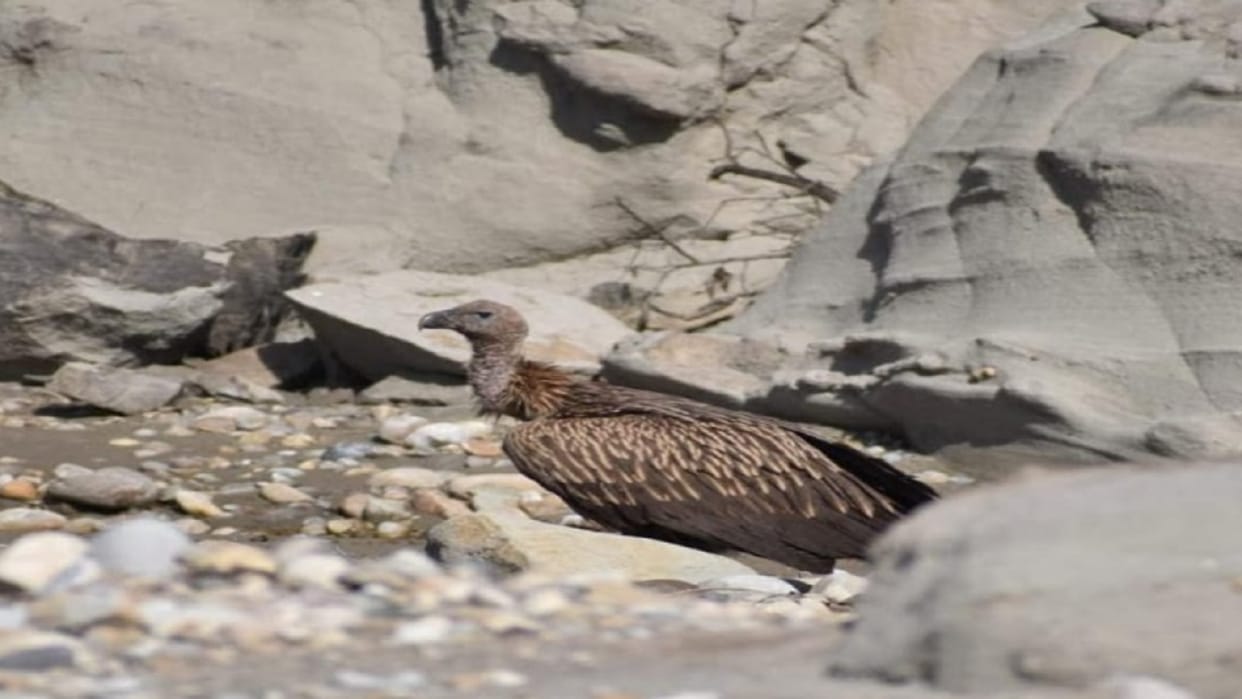 Vultures have appeared in the Shivalik forest in Saharanpur after 11 years