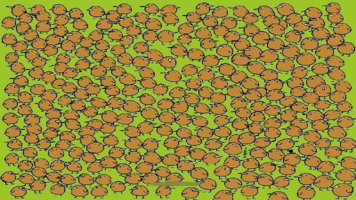 optical illusion challenging quiz viral photo find kiwis in image today google trends brainstorming photo