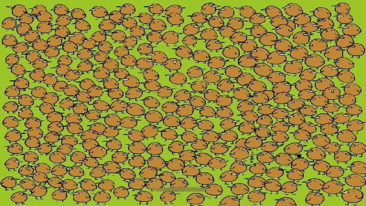 optical illusion challenging quiz viral photo find kiwis in image today google trends brainstorming photo