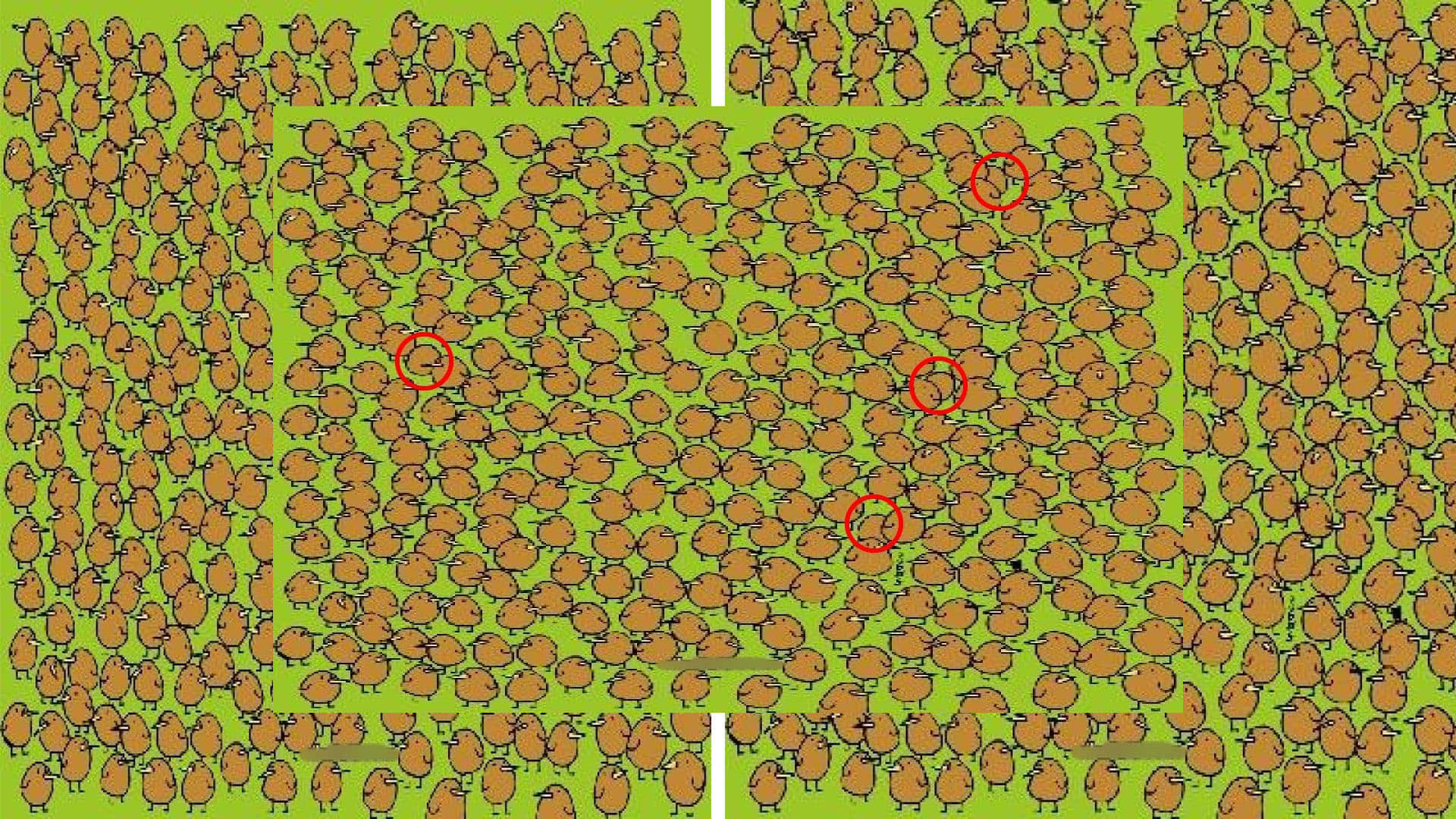 optical illusion challenging quiz viral photo find kiwis in image today google trends brainstorming photo